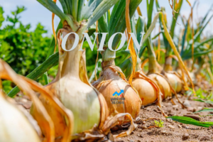 Onions